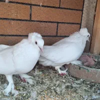 سفید کاکلی پرپا|پرنده|آران و بیدگل, |دیوار
