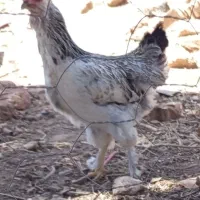 گلین