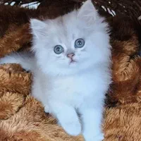 دنیای گربه های خاص ( بریتیش / اسکاتیش / پرشین )|گربه|اصفهان, جلفا|دیوار