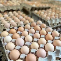 تخم مرغ بومی گلپایگانی