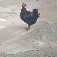 مرغ اصیل تخم گذار