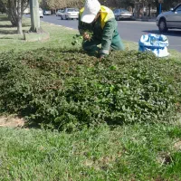 باغبانی پاکسازی باغچه علف زنی تعویض گلدان