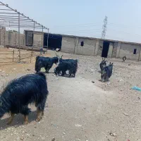 گوسفند.نربز