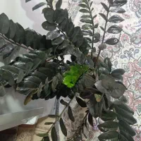 گل طبیعی|گل و گیاه طبیعی|ارومیه, |دیوار