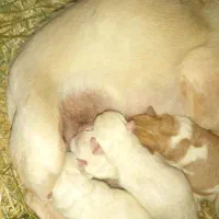 پاپی کوچولو