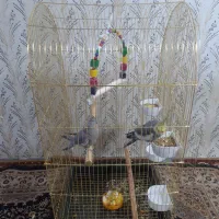 عروس هلندی سالم فروش