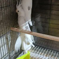 عروس هلندی|پرنده|شیروان (خراسان), |دیوار