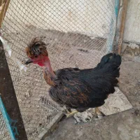 مرغ و خروس