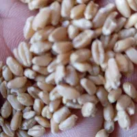 گندم تمیز فروشی50