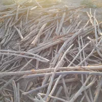 خرید انواع چوب درخت|خدمات باغبانی و درختکاری|کنگاور, |دیوار