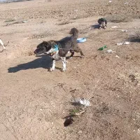 سگ گمشده