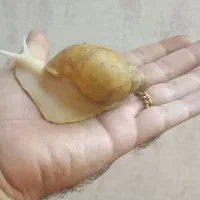 حلزون آلبینو