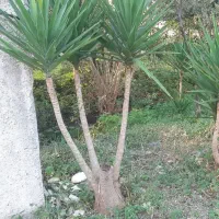 گل یوکا تنه دار