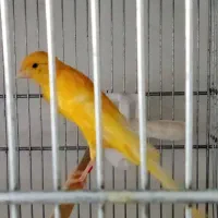 قناری. رسمی بازاری