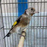 جوجه سهره نیم رنگ قلدر آوج در رزن|پرنده|رزن, |دیوار