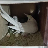 عروس هلندی رو جوجه و تخم چهار جوجه دو روزه آلبینو