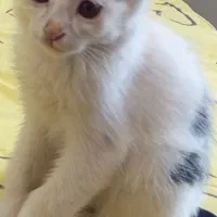 گربه گمشده|گربه|رودهن, |دیوار