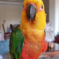 پرنده طوطی سبز گمشده