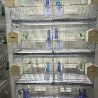 واگذاری قفس هشت خان و جوجه پرون فنچ لانه ابخوری