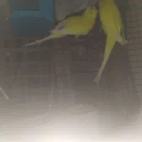 عروس هلندی آلبینو مولد و مرغ عشق نر|پرنده|چابهار, |دیوار