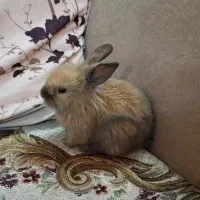 بچه خرگوش لوپ جرسی