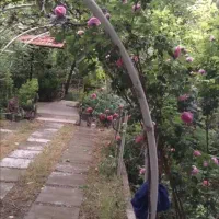 باغ بهشت جنگل2نبش کنتورکرج سهیلیه زعفرانیه کردان|فروش زمین و ملک کلنگی|کرج, عظیمیه|دیوار