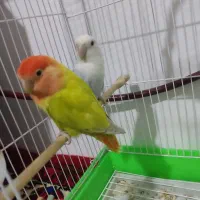 طوطی برزیلی