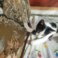 واگذاری|گربه|رشت, منظریه|دیوار