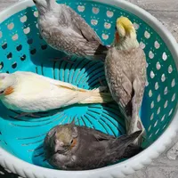 عروس هلندی سرلاکی|پرنده|بروجرد, |دیوار