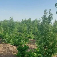 باغ فروشی|فروش دفتر صنعتی، کشاورزی، تجاری|خوسف, |دیوار