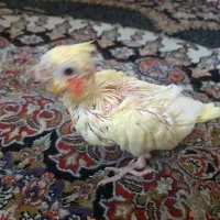 عروس هلندی سرلاکی