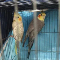 جفت عروس هلندی|پرنده|رشت, گلباغ نماز|دیوار