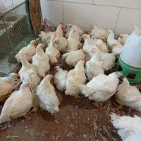 حیوانات مزرعه|حیوانات مزرعه|قیامدشت - خاورشهر, |دیوار