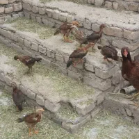 چوچه لاری