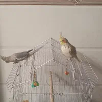 عروس هلندی
