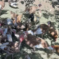 ۳۹ عدد بقلمون بوربور