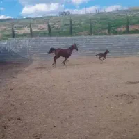 مادیان کره رف رف بابایی