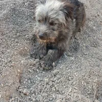 پامر روباهی