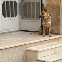 سگ ژرمن ماده