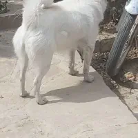 سگ باهوش
