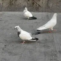کفتر جوجه جیر و کهنه