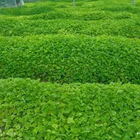 راهنمایی