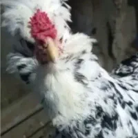 تخم مرغ گلین