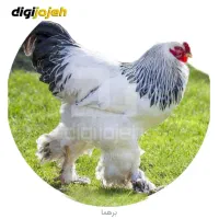 فروش مرغ وجوجه وبلدرچین وبوقلمون|حیوانات مزرعه|زرقان, |دیوار