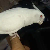 عروس هلندی نر ماده آلبینو وایت فیس|پرنده|تبریز, |دیوار