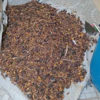 غذای دام /کنگه /کیلو ۱۵۰۰۰تومان|لوازم جانبی حیوانات|بندر دیر, |دیوار