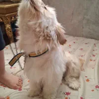 سک پشمالو پاکوتاه