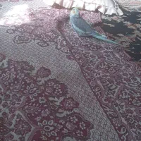 عروس هلندی نر سخنگو مست