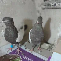 سینه مشکی کاکلی|پرنده|مشهد, نیزه|دیوار
