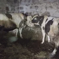 دو عدد گوساله نر سیمینتال و مونت بیلیارد
